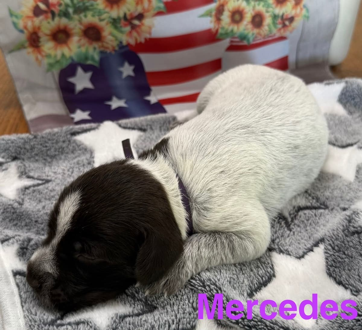 Wirehaired Pointing Griffon Puppies breeder image 4