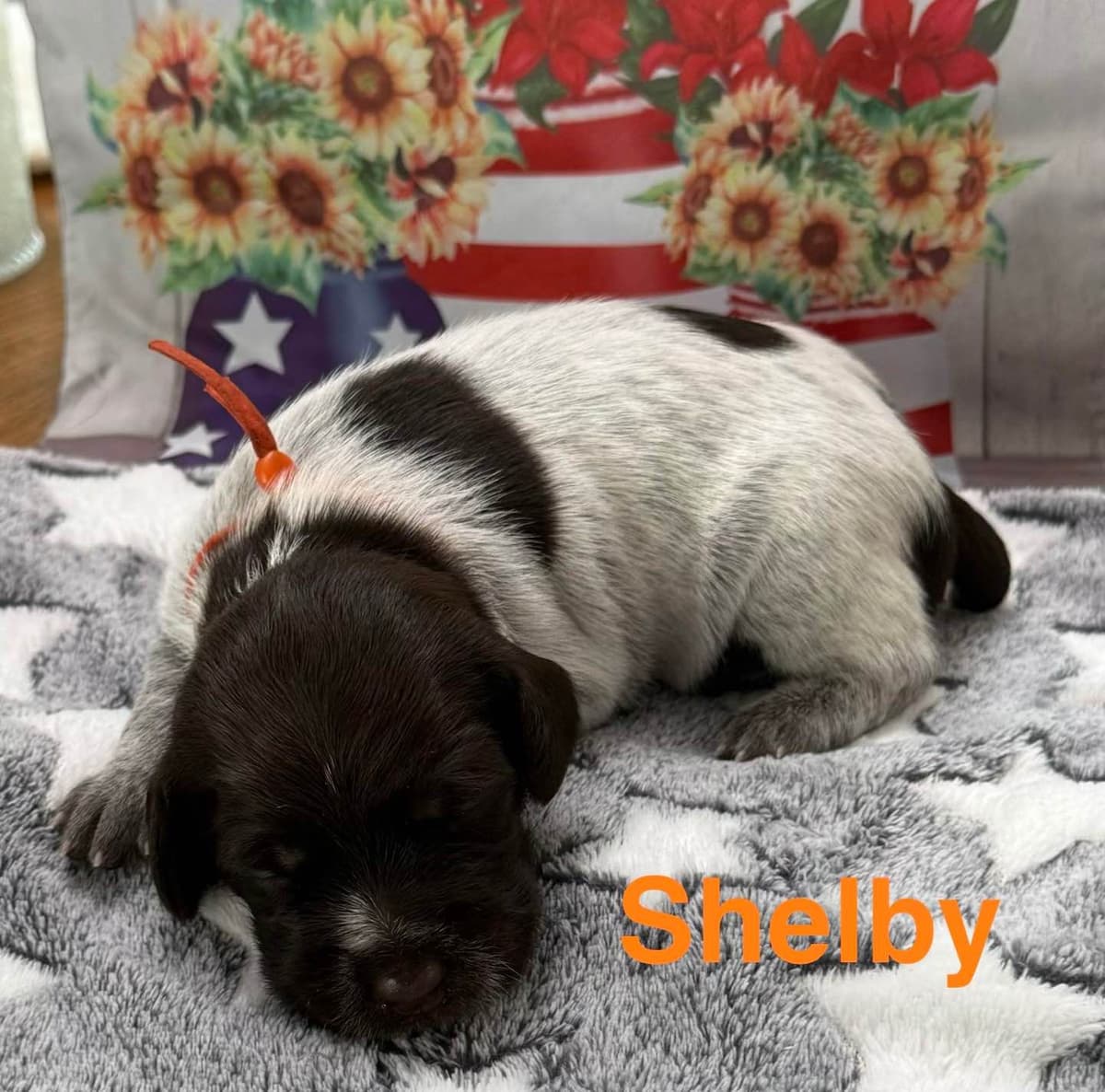 Wirehaired Pointing Griffon Puppies breeder image 5
