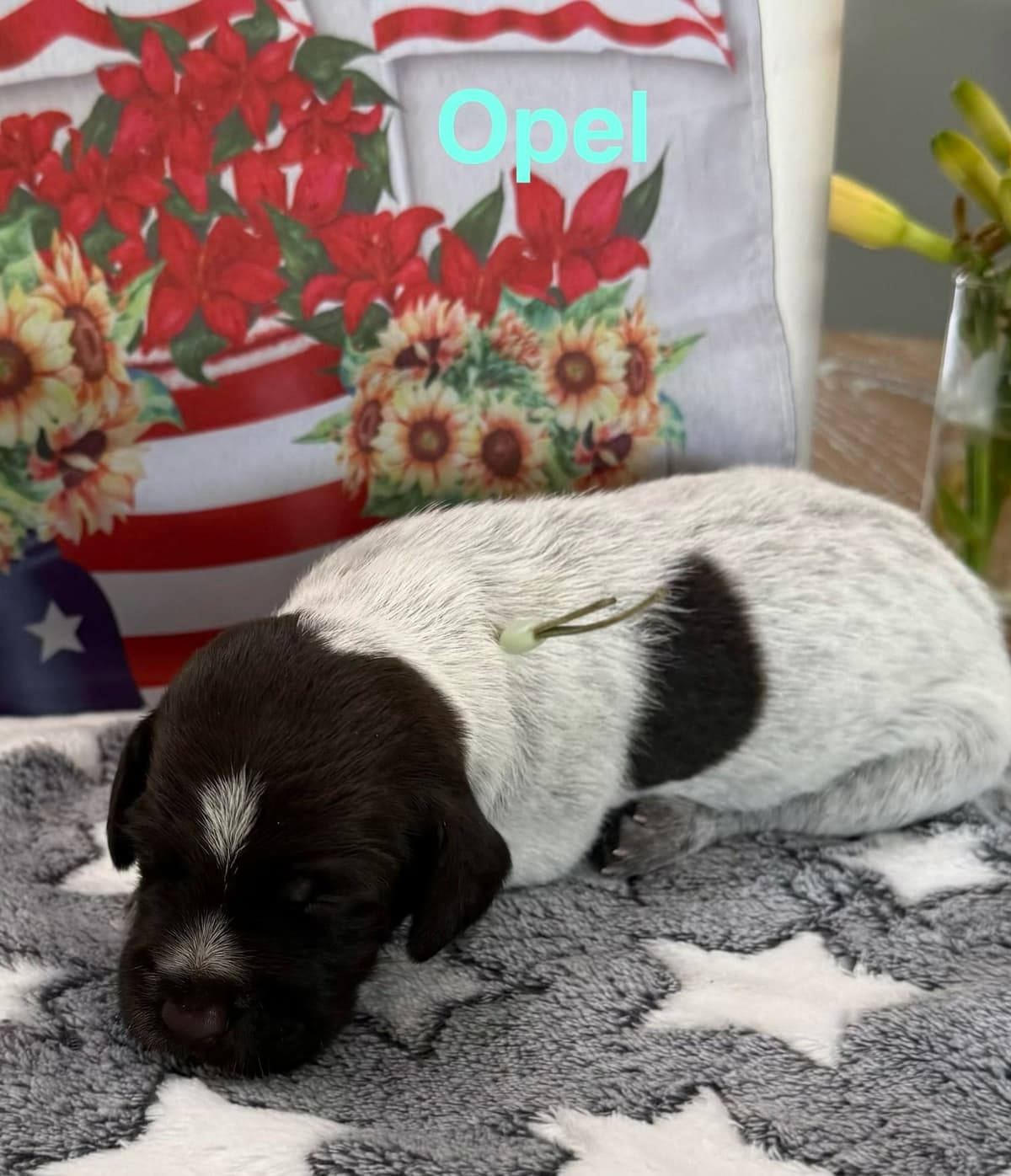 Wirehaired Pointing Griffon Puppies breeder image 6