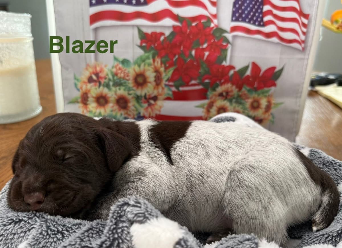 Wirehaired Pointing Griffon Puppies breeder image 7