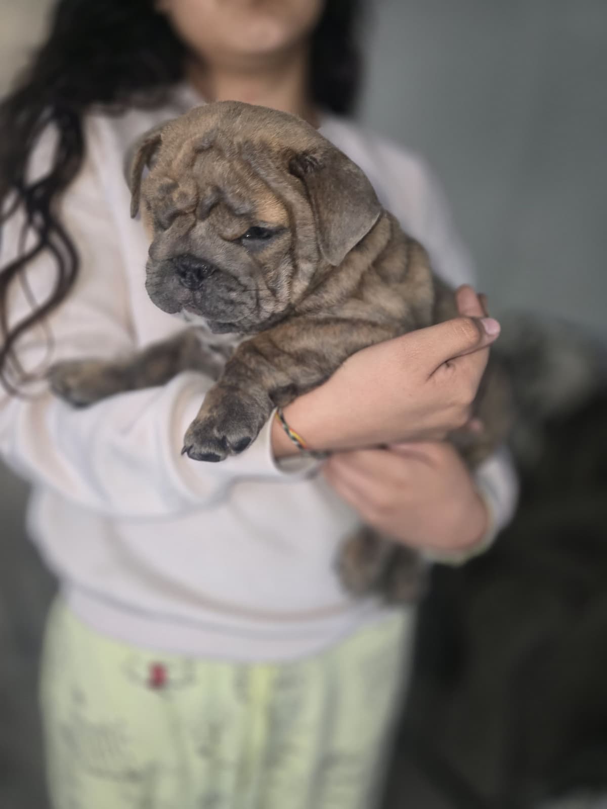 English bulldogs breeder image 1