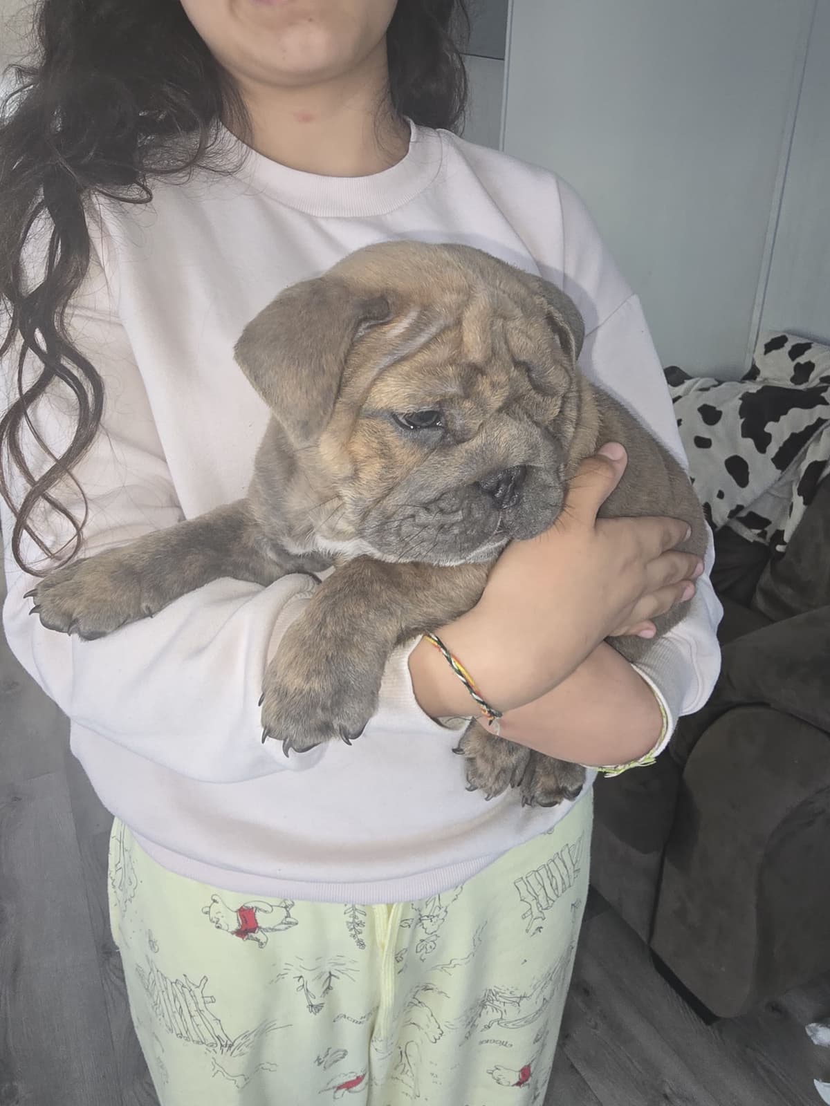 English bulldogs breeder image 2