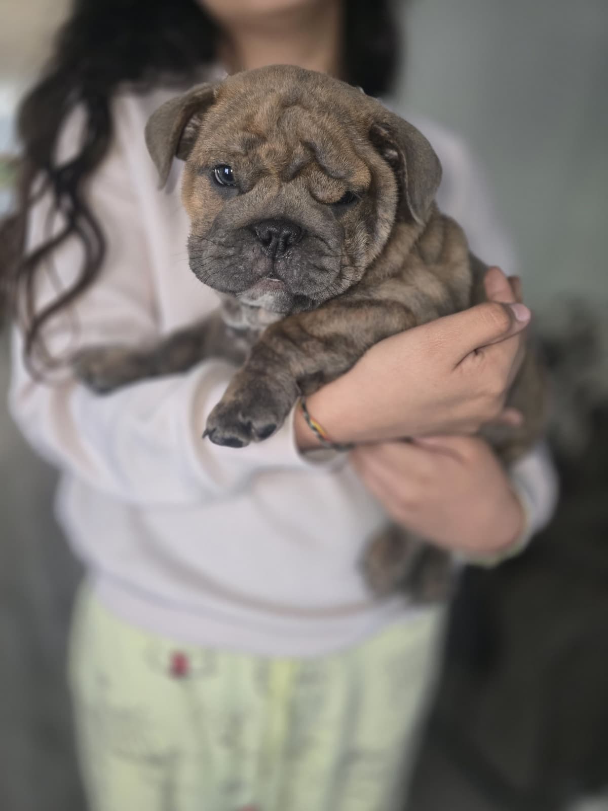 English bulldogs breeder image 3