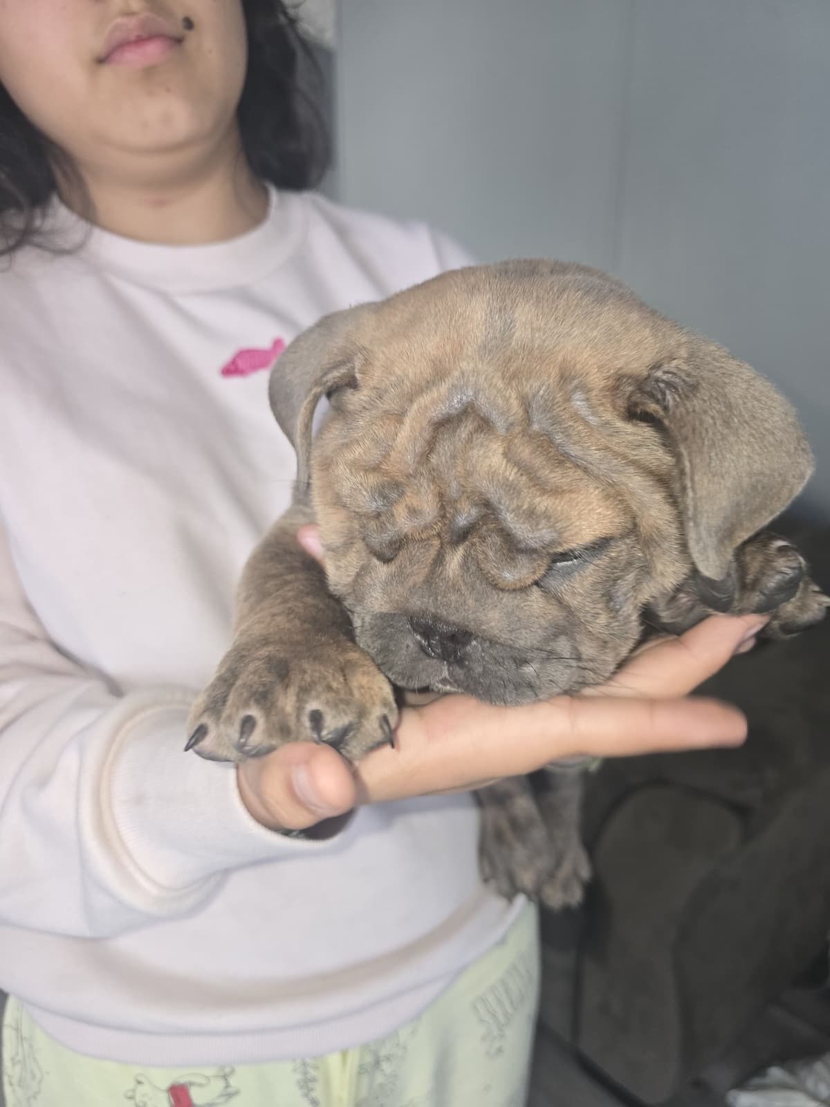 English bulldogs breeder image 4