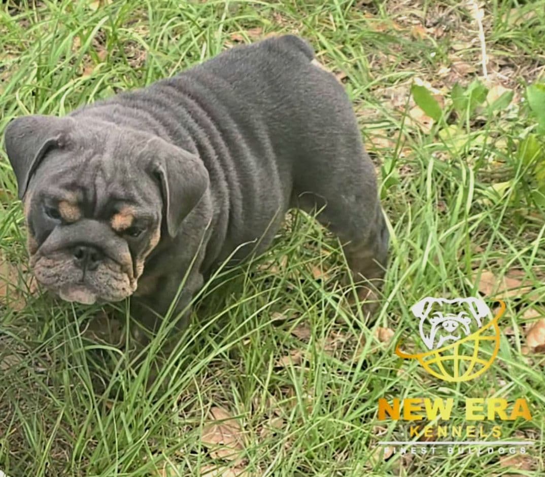 English bulldogs breeder image 6