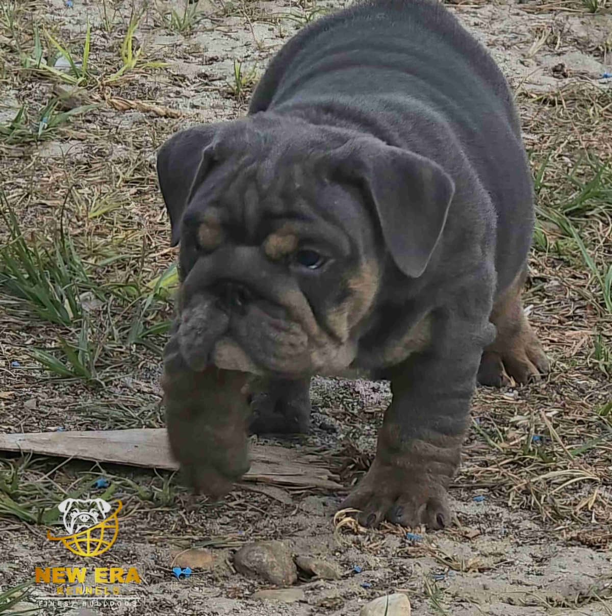 English bulldogs breeder image 8
