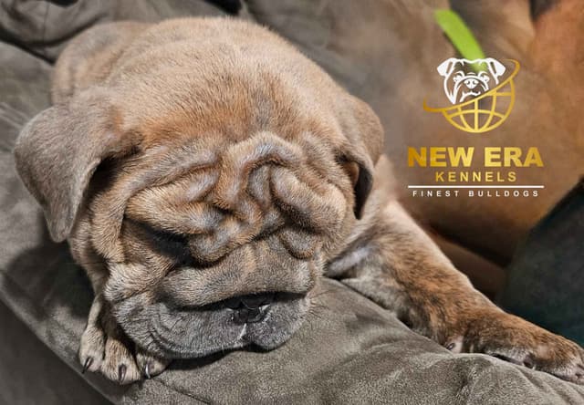English bulldogs media 2