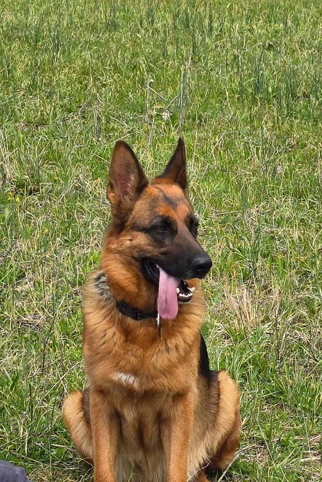 Black and Red German Shepherd Dog Puppies media 3