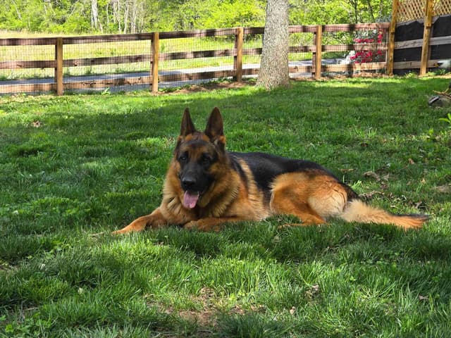 Black and Red German Shepherd Dog Puppies media 4