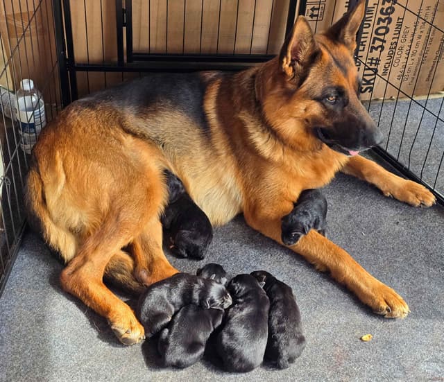 Black and Red German Shepherd Dog Puppies media 5