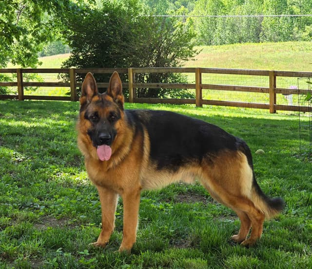 Black and Red German Shepherd Dog Puppies media 6