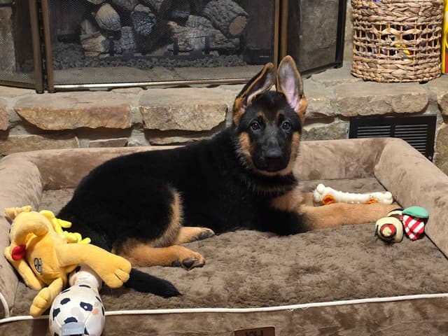 Black and Red German Shepherd Dog Puppies media 7