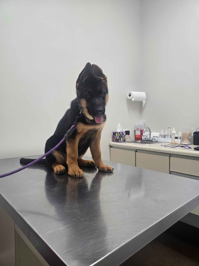 Black and Red German Shepherd Dog Puppies media 8