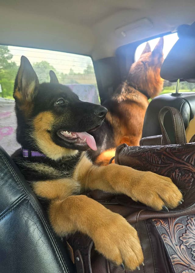 Black and Red German Shepherd Dog Puppies media 9