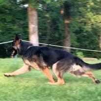 German Shepherd Dog Puppies breeder image 1