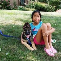 German Shepherd Dog Puppies breeder image 2