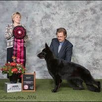 German Shepherd Dog Puppies breeder image 4