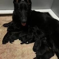 German Shepherd Dog Puppies breeder image 6