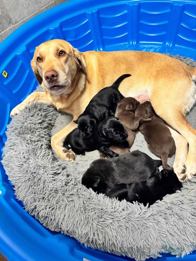 Moore’s Labrador Retriever Puppies media 5