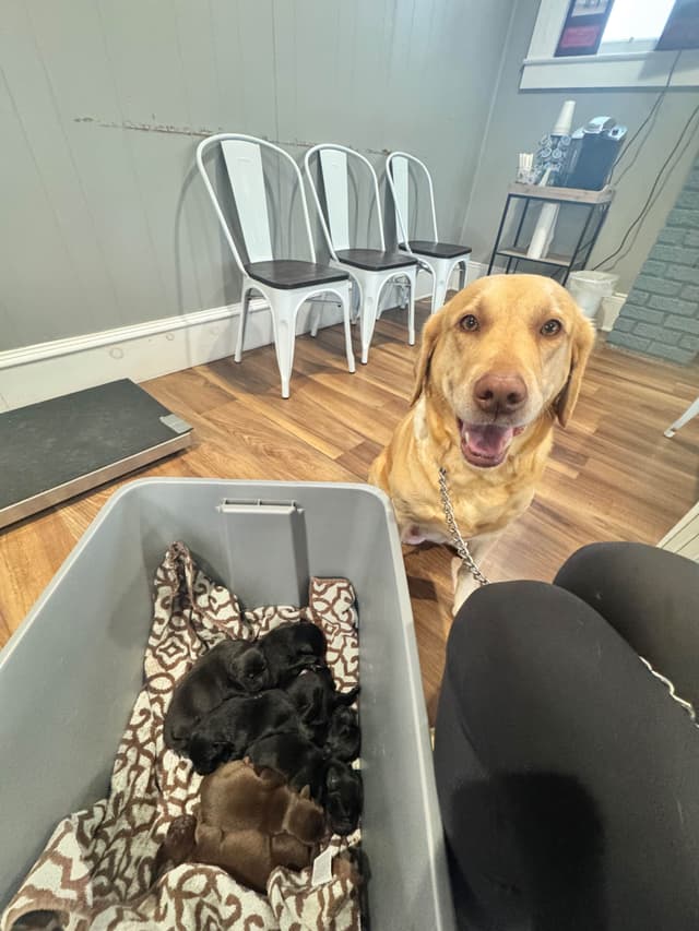 Moore’s Labrador Retriever Puppies media 3