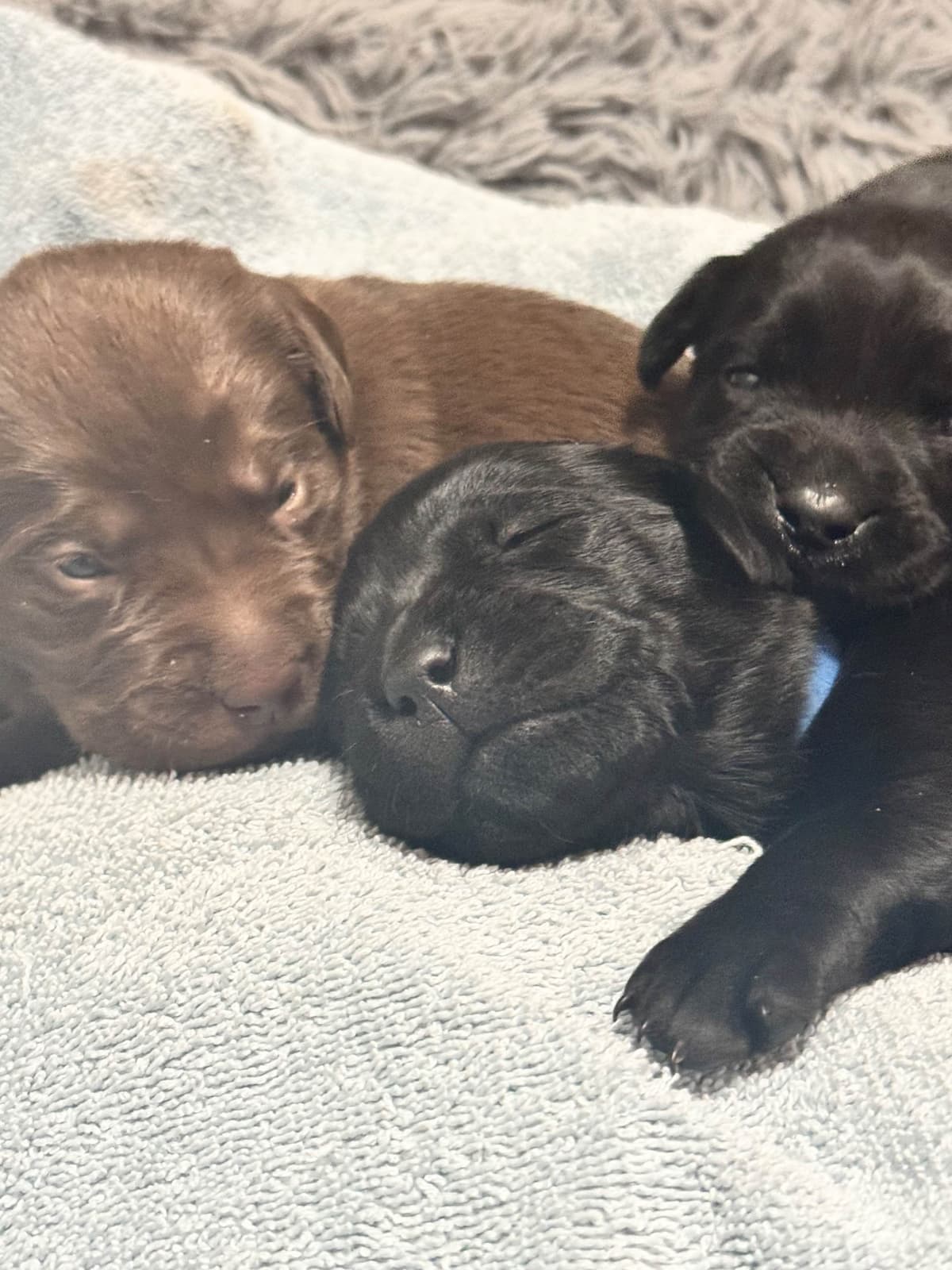 Moore’s Labrador Retriever Puppies breeder image 1