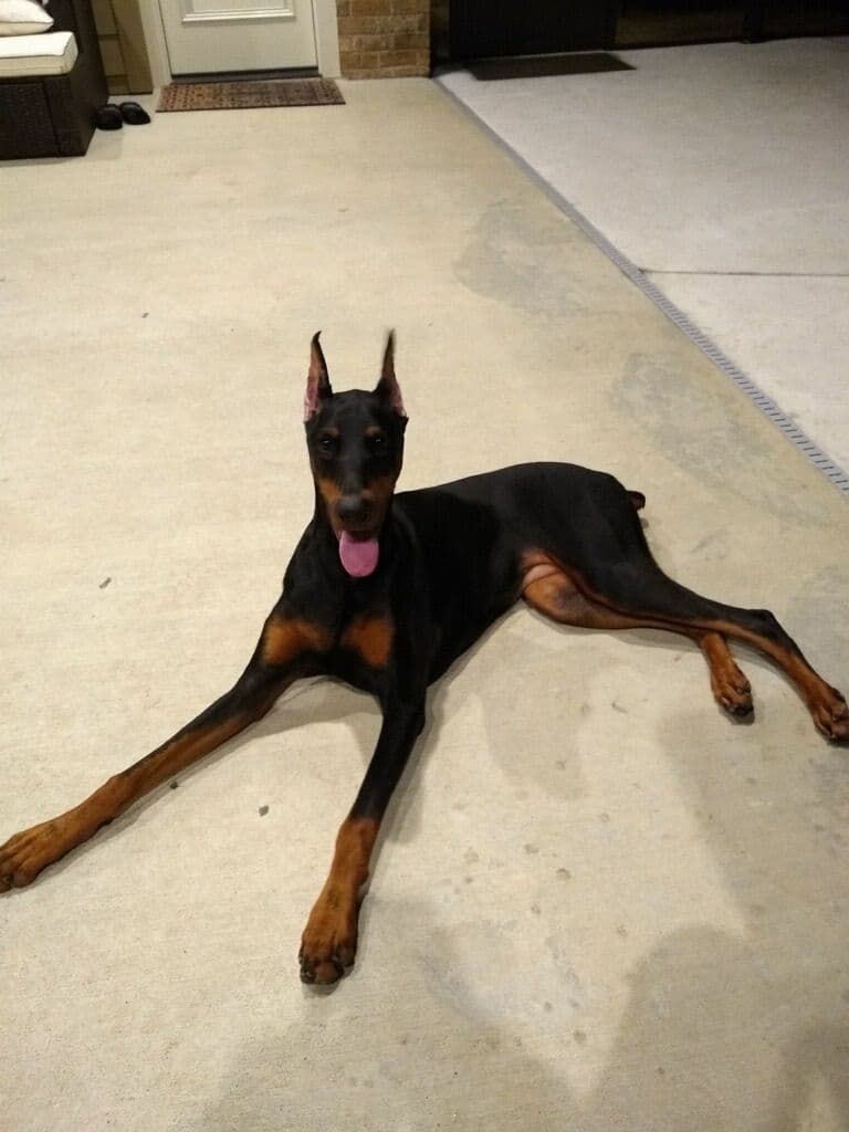 Doberman Pinscher Puppies breeder image 1