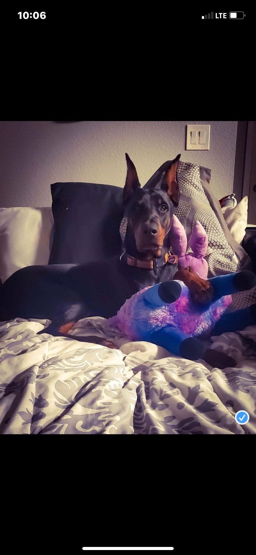 Doberman Pinscher Puppies breeder image 5
