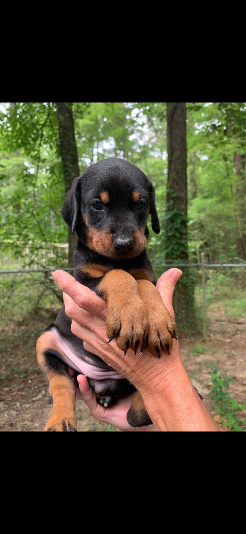 Doberman Pinscher Puppies breeder image 6