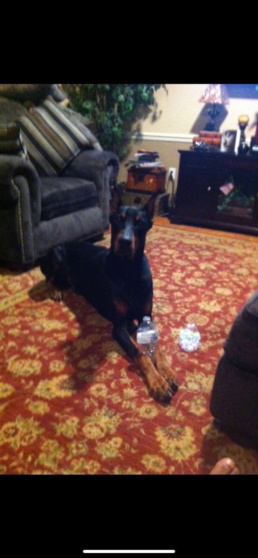 Doberman Pinscher Puppies breeder image 7