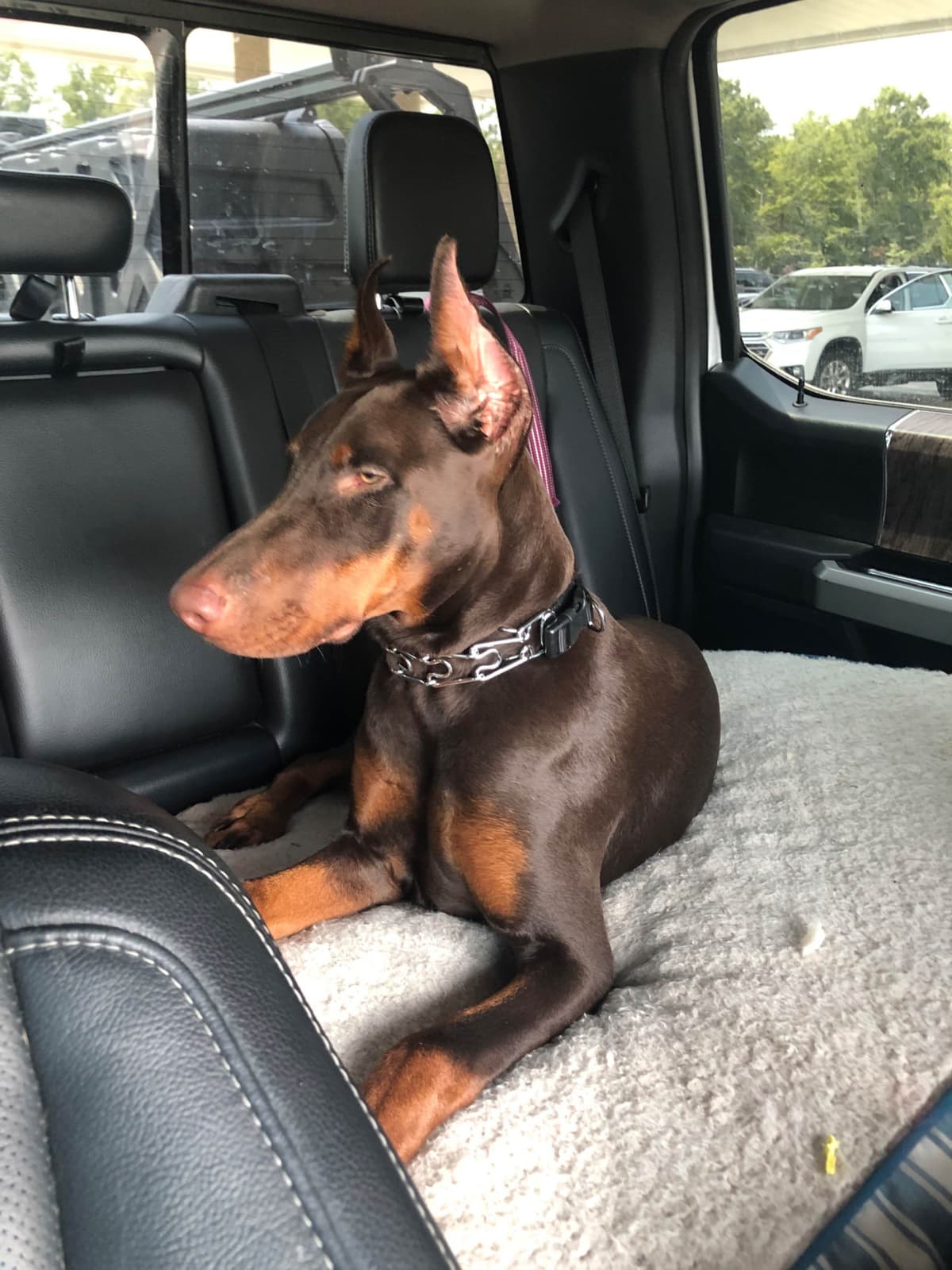 Doberman Pinscher Puppies breeder image 11