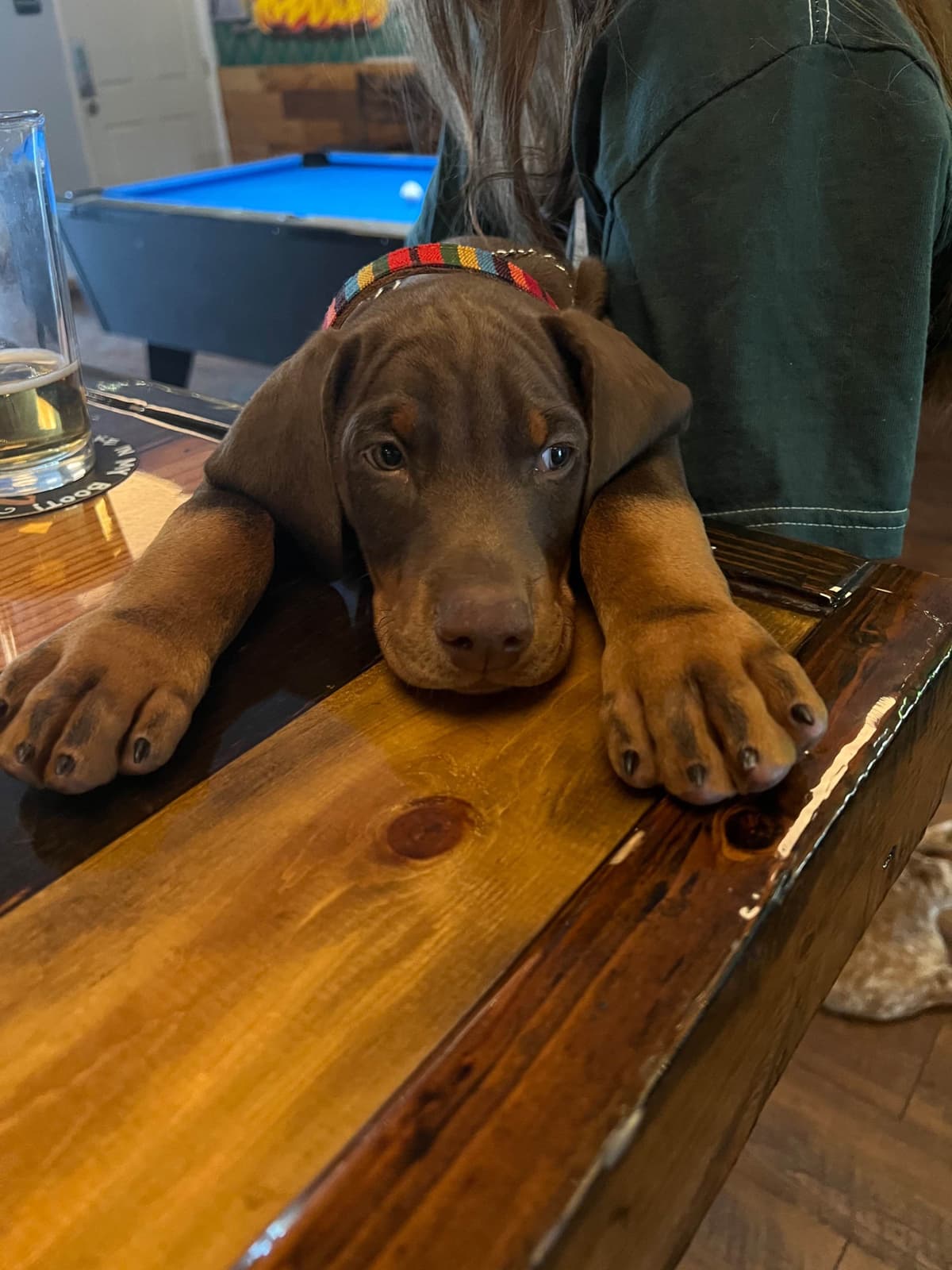 Doberman Pinscher Puppies breeder image 13