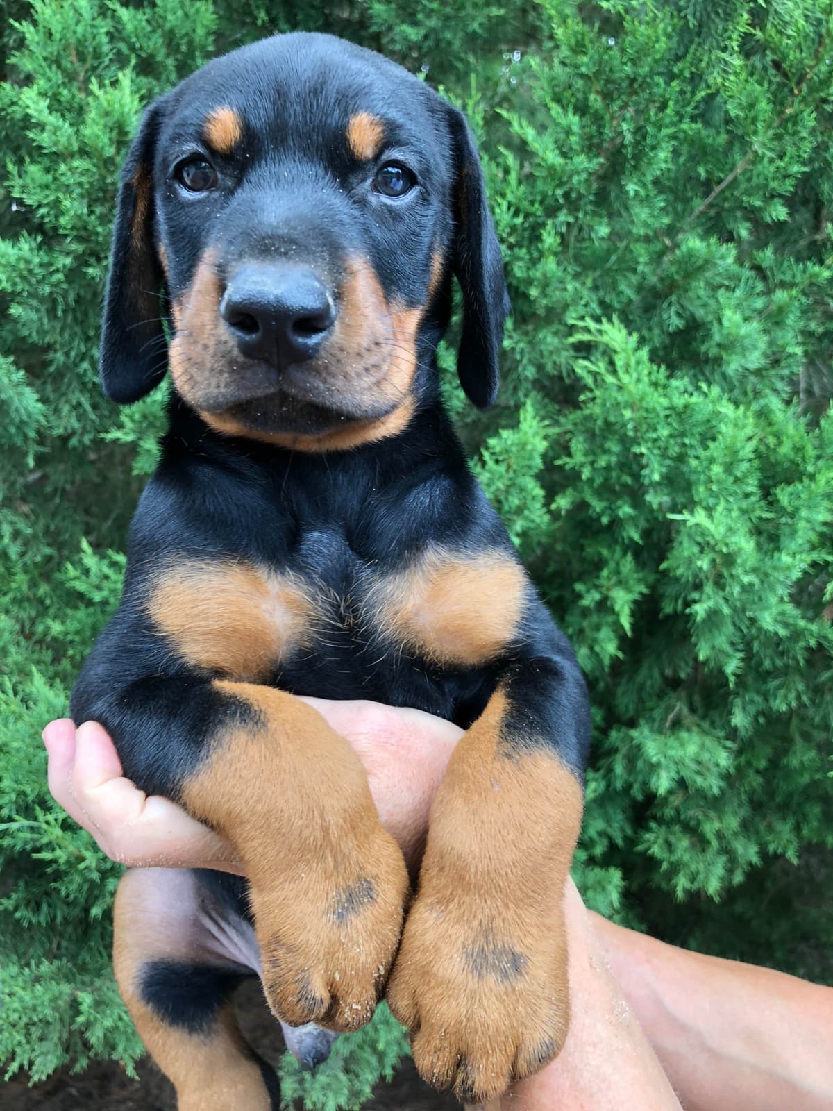 Doberman Pinscher Puppies breeder image 16