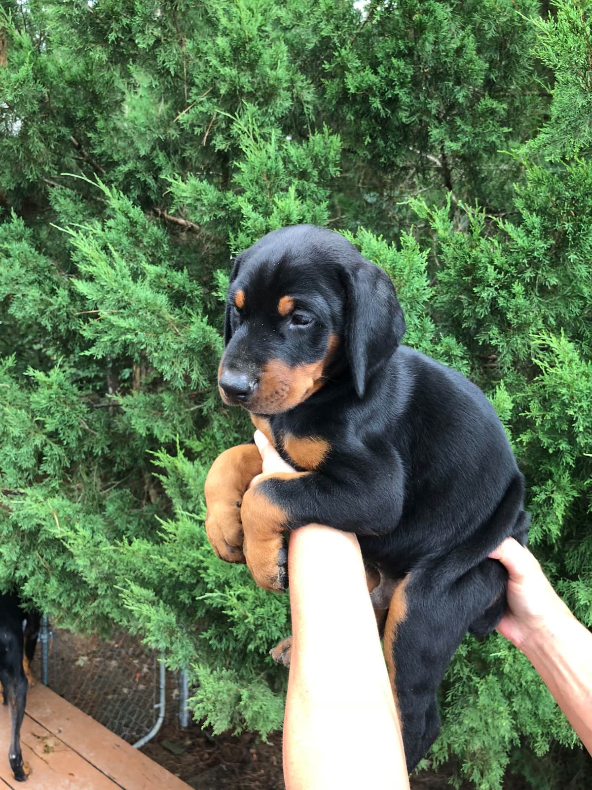 Doberman Pinscher Puppies breeder image 15