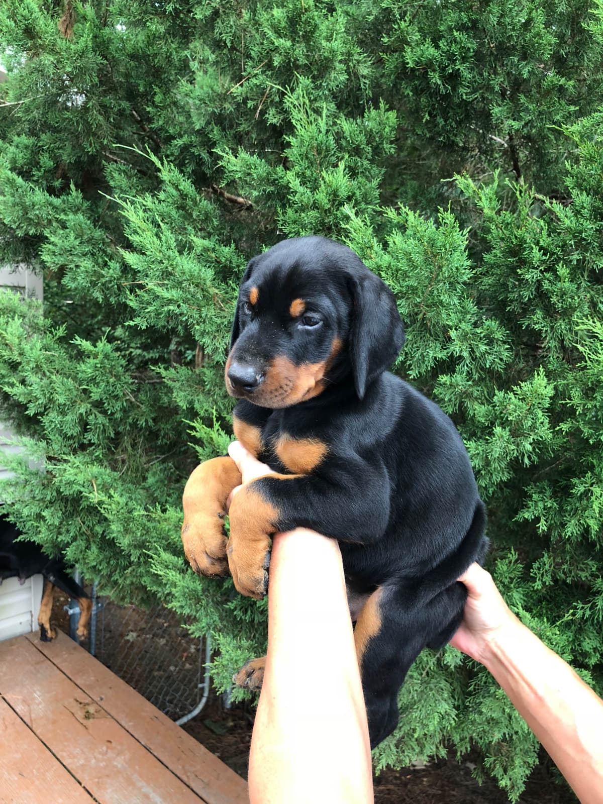 Doberman Pinscher Puppies breeder image 19
