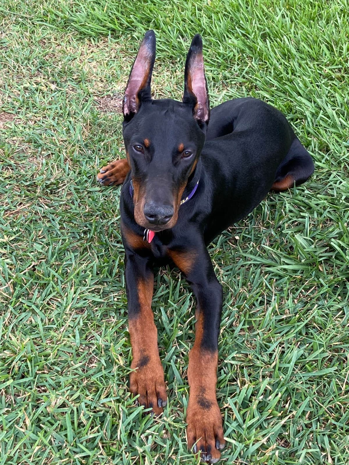 Doberman Pinscher Puppies breeder image 23