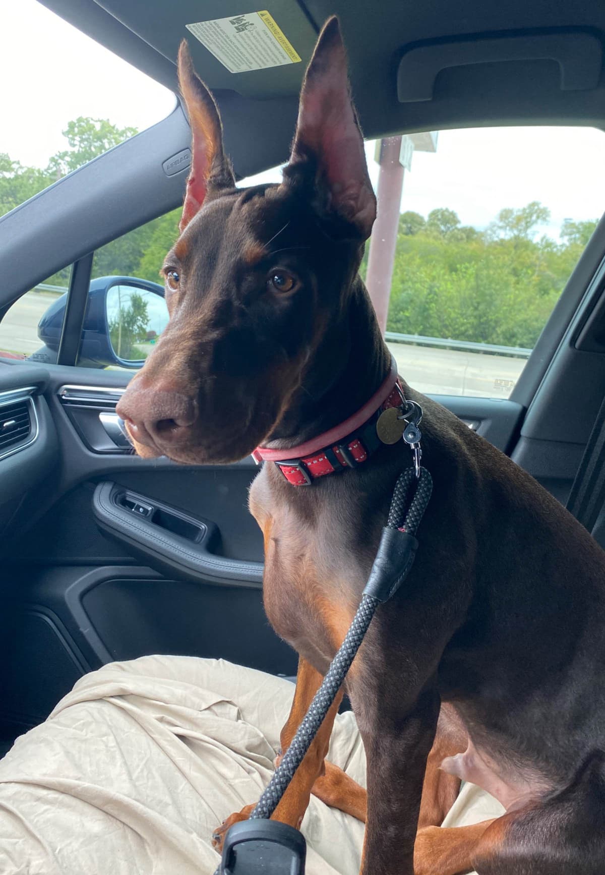 Doberman Pinscher Puppies breeder image 31