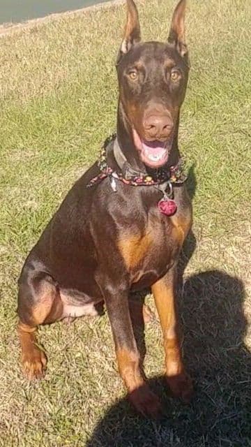Doberman Pinscher Puppies breeder image 29
