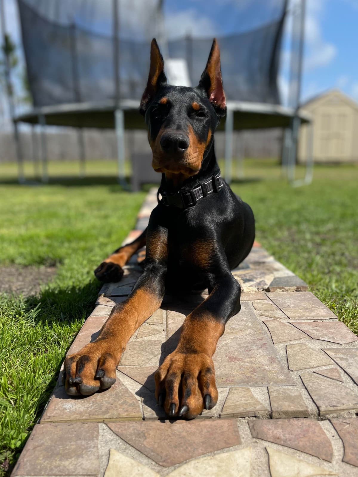 Doberman Pinscher Puppies breeder image 30