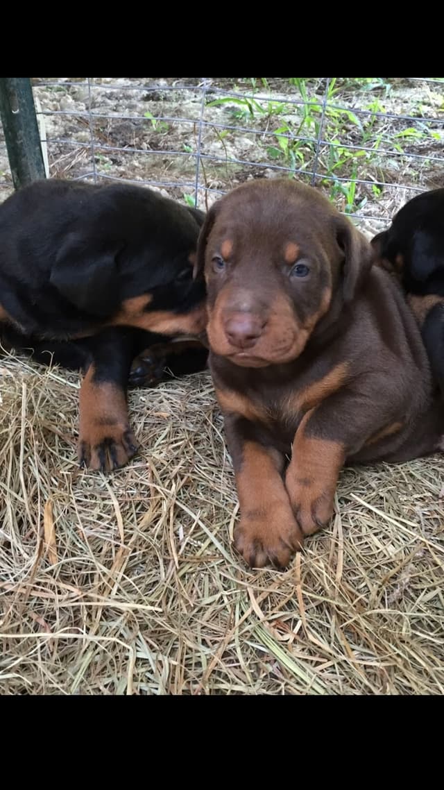 Doberman Pinscher Puppies media 2