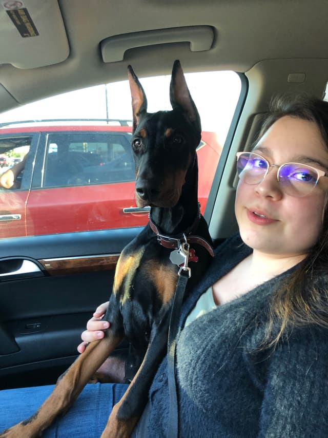 Doberman Pinscher Puppies media 4