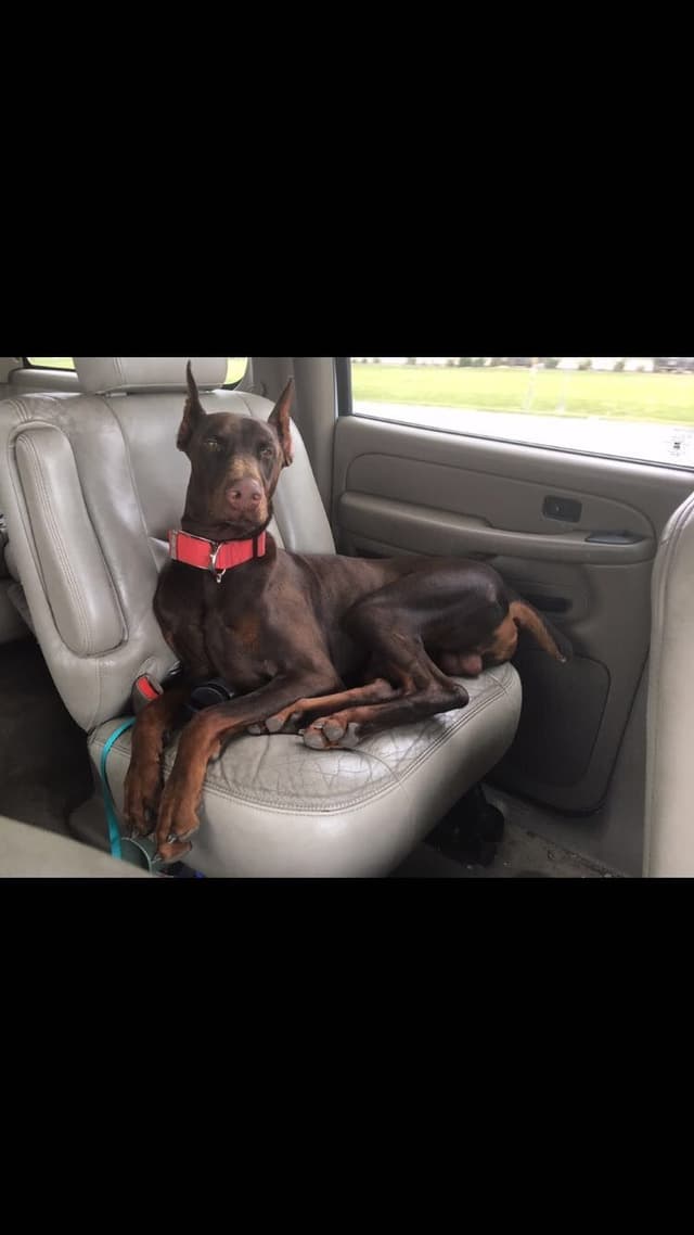 Doberman Pinscher Puppies media 5