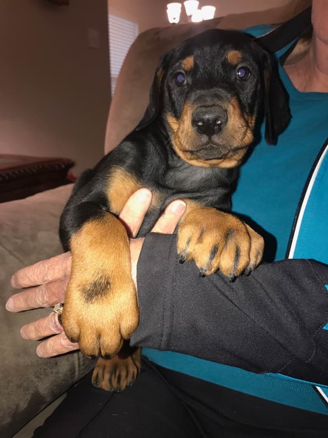 Doberman Pinscher Puppies media 6