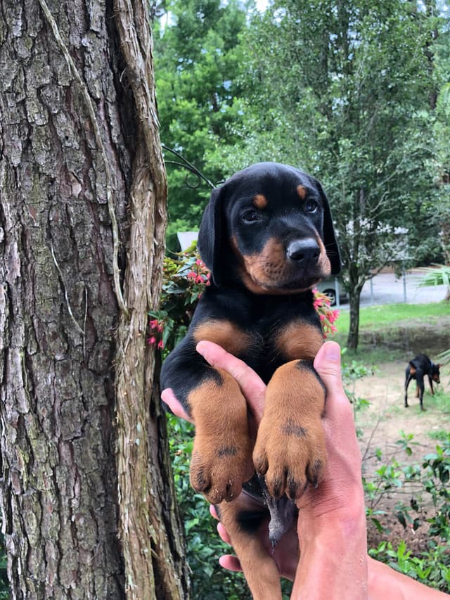 Doberman Pinscher Puppies media 7