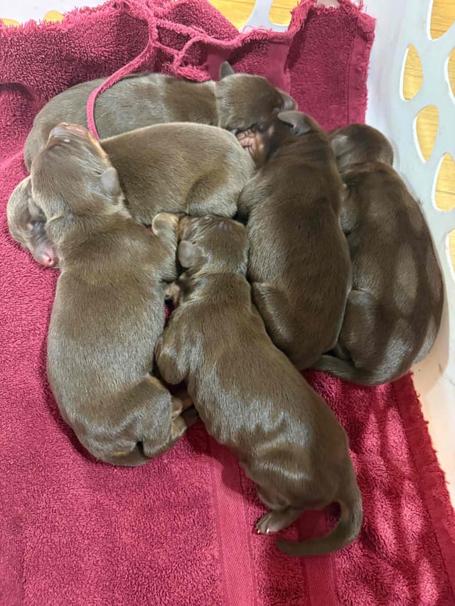 Doberman Pinscher Puppies media 9
