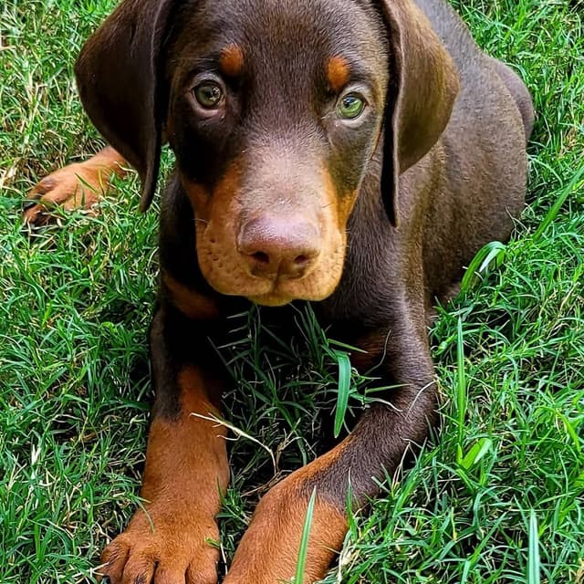 Doberman Pinscher Puppies media 12