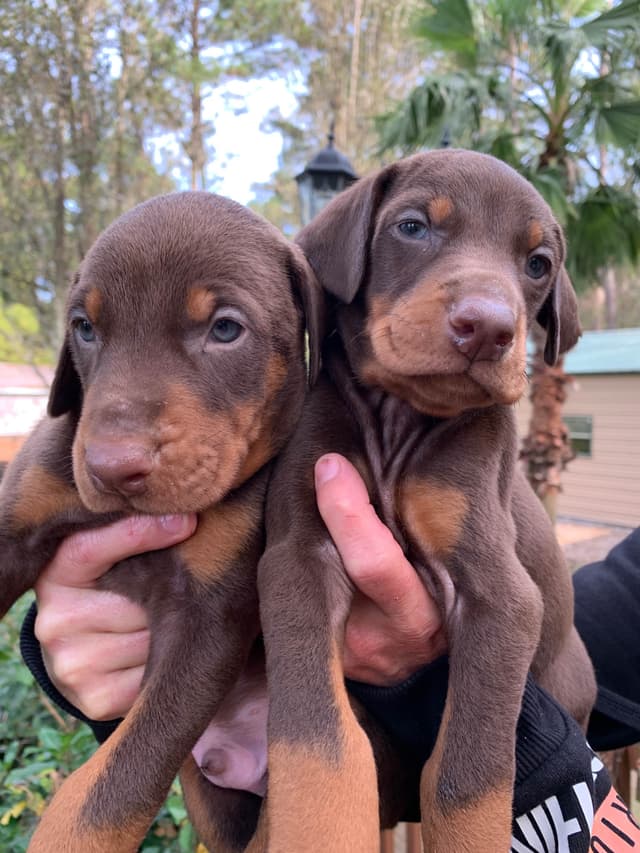 Doberman Pinscher Puppies media 13