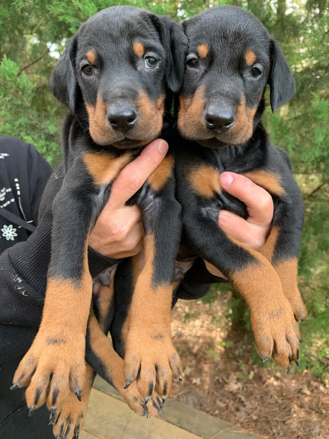 Doberman Pinscher Puppies media 15