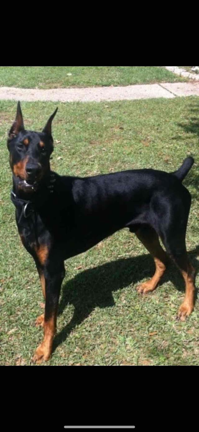 Doberman Pinscher Puppies media 17