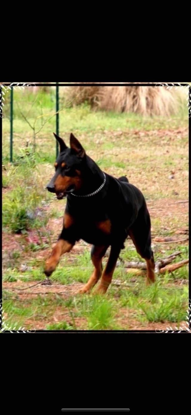 Doberman Pinscher Puppies media 18
