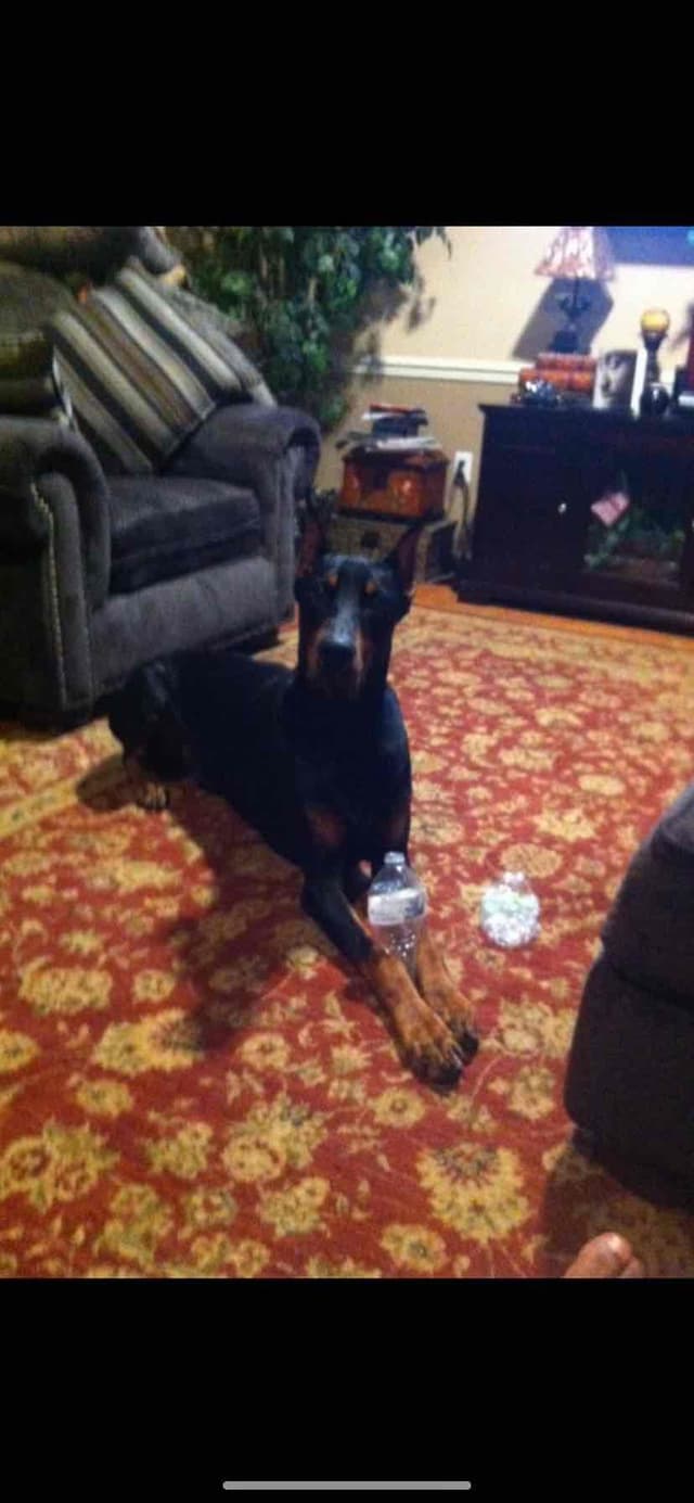 Doberman Pinscher Puppies media 19